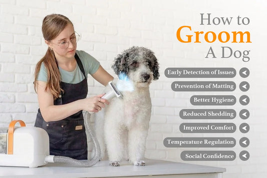 How to Groom A Dog