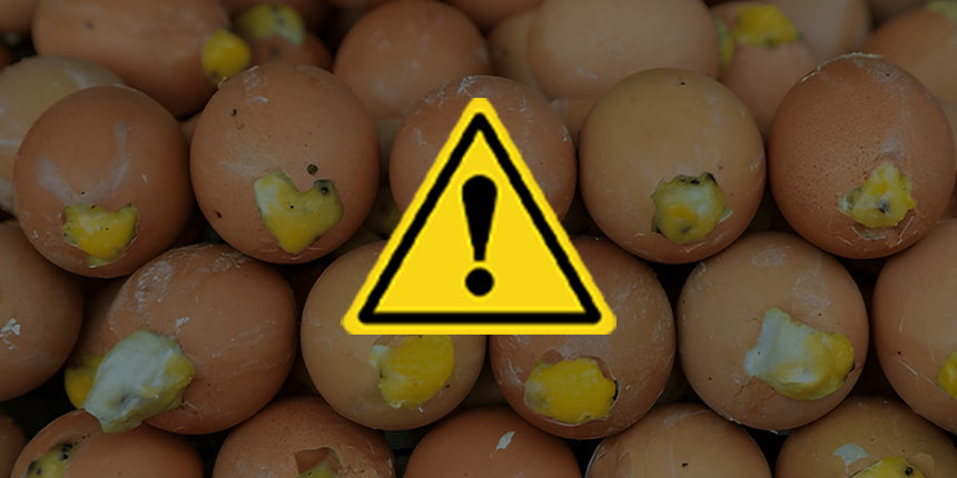 Is it safe to eat fertilized chicken eggs? Explained