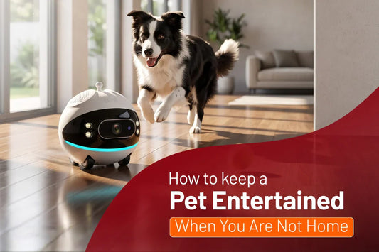 How to Keep Your Pet Entertained at Home