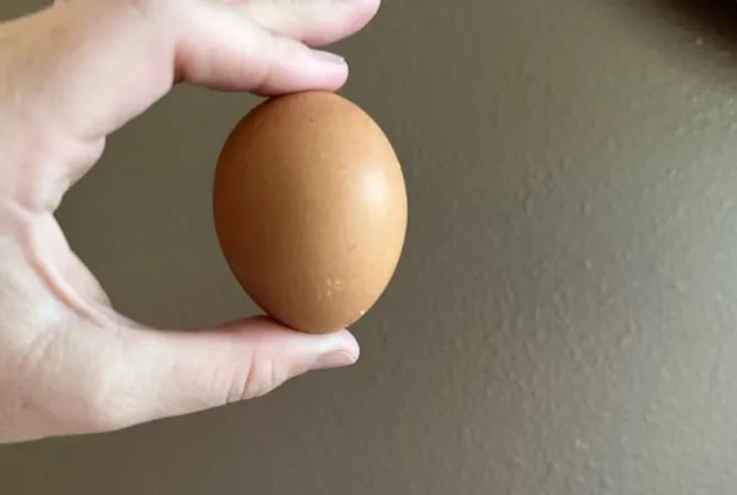 shelf life of eggs