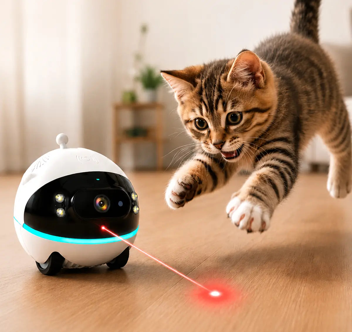 Fun Cat Teaser